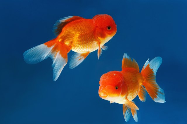 Close-up of fish