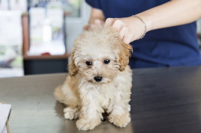 Puppy being examined by a Vet