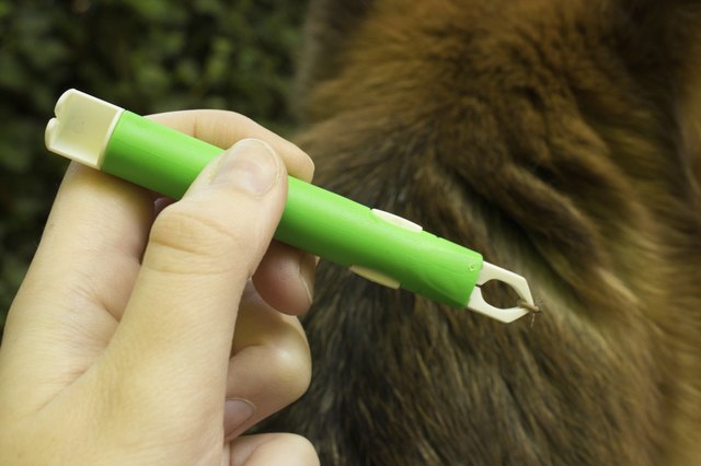 Removing a tick using tweezers