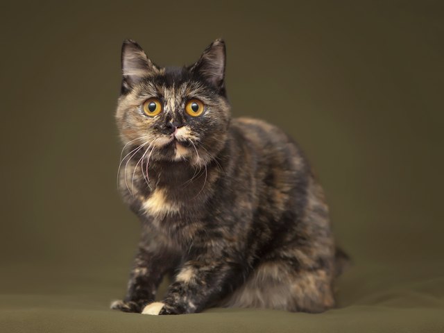calico or tortoiseshell cat