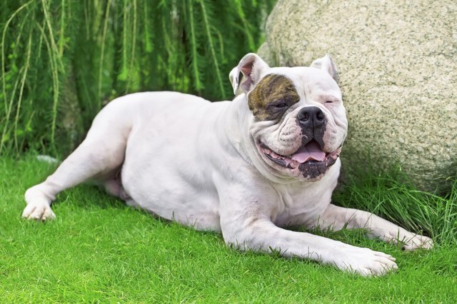 resting dog