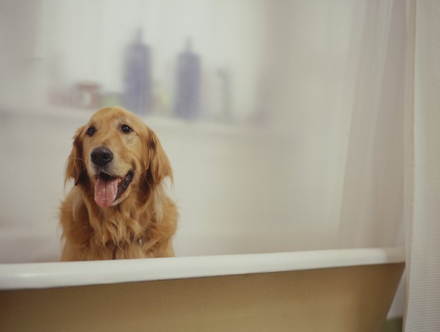 Golden Retriever sitting in bathtub