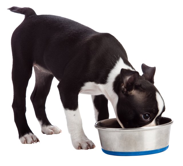 Dog Foods for Boston Terriers Cuteness
