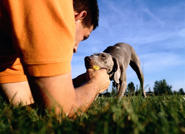 Man Playing with Weimaraner Puppy