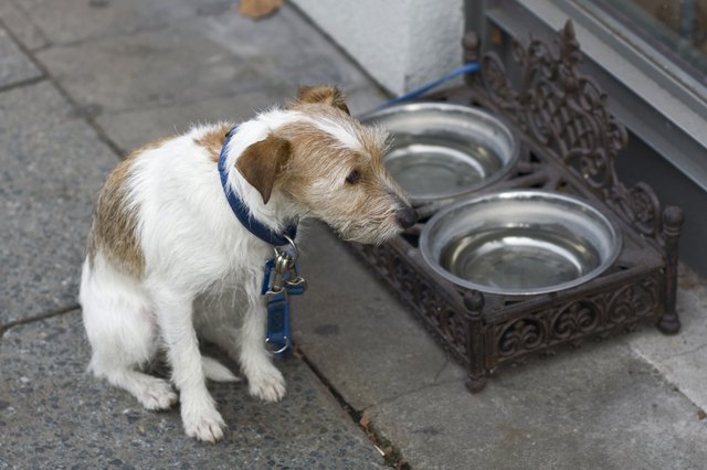 Waiting dog