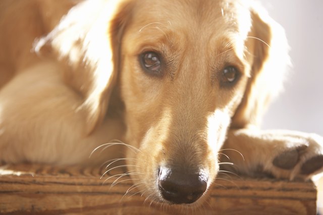 Dog, close-up