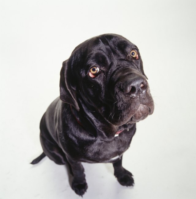 Dog, Mastiff, (Portrait)