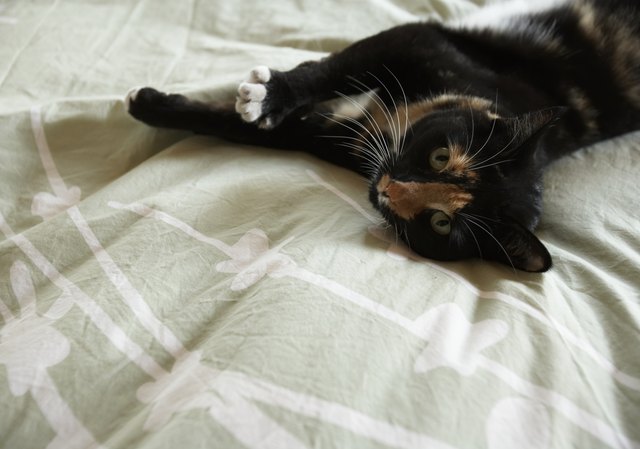 Cat lying on bed, elevated view
