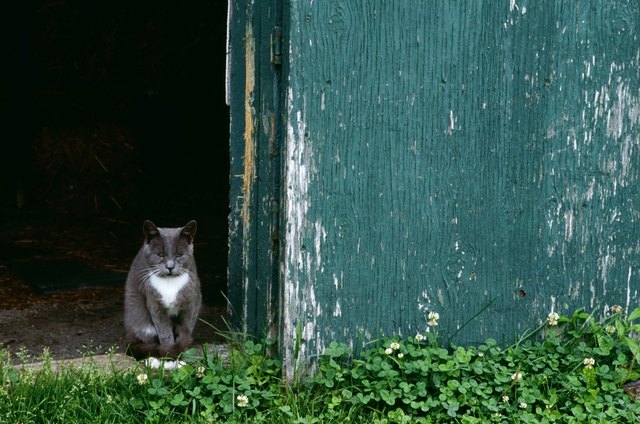 loose-stools-in-cats-cuteness