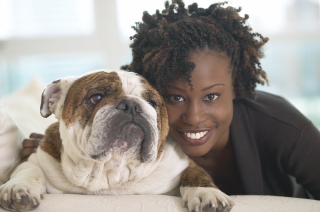 Young African woman smiling with British Bulldog