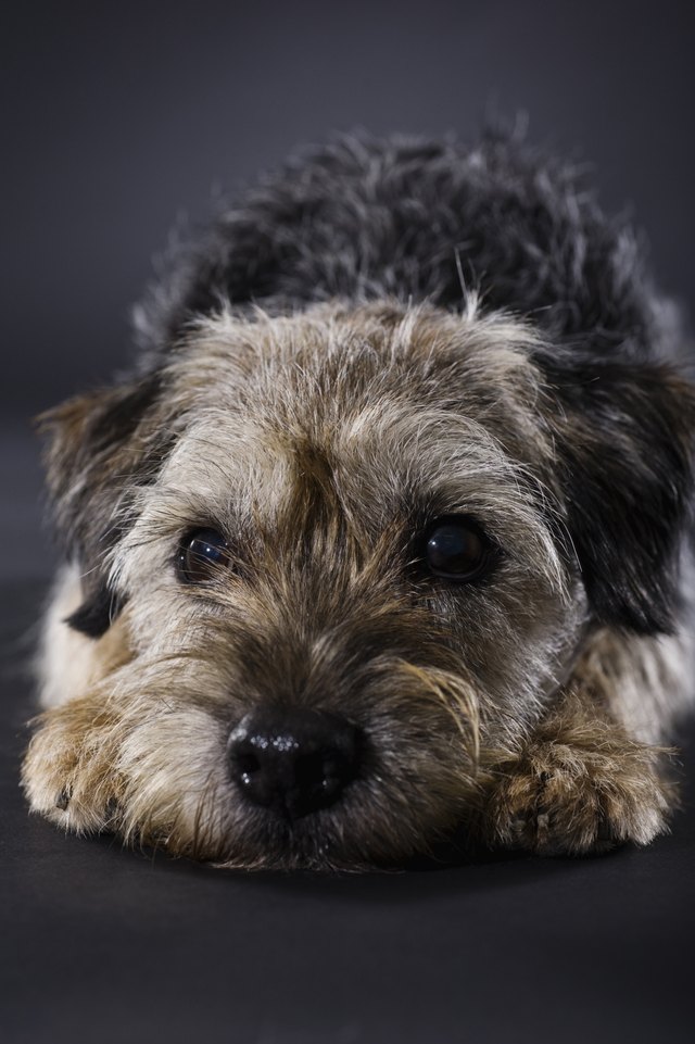 Disappointed Border Terrier