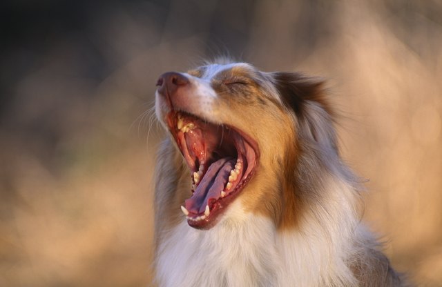 Australian Shepherd Yawning