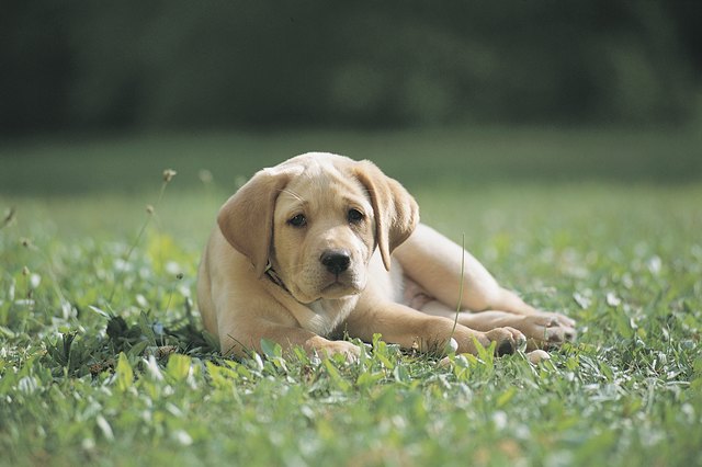 Dog lying in grass