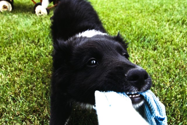 Puppy playing tug of war