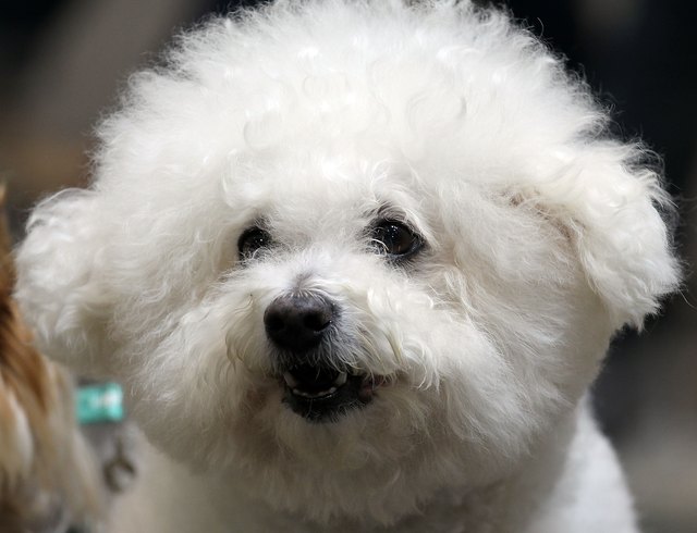 Asian International Dog Show