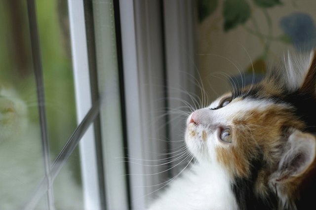 Close-up of a kitten standing against a window looking up