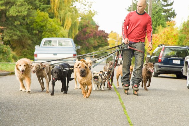 Man walking multiple dogs
