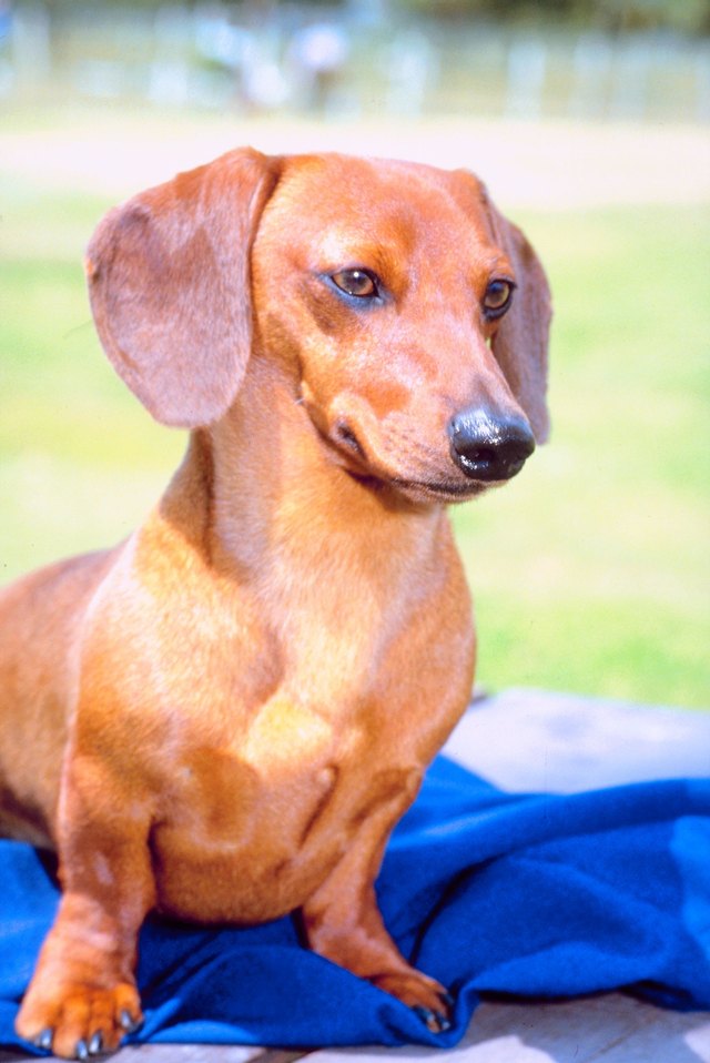 What Is the Normal Price for a Dapple Dachshund Puppy