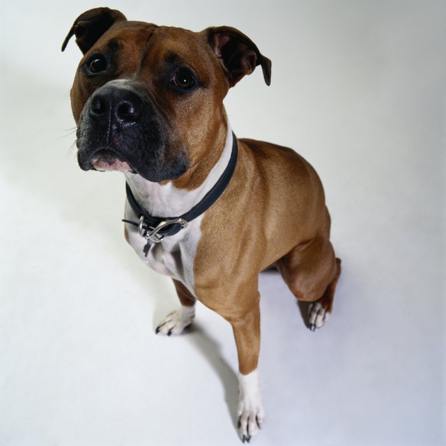 American Staffordshire Terrier, elevated view