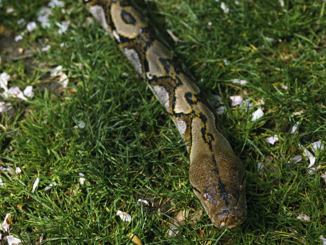 Captive reticulated python on lawn