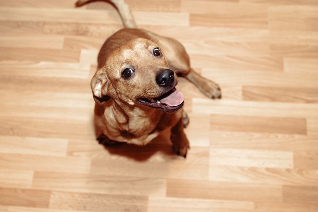 Chihuahua on floor looking at camera, close-up, high angle view