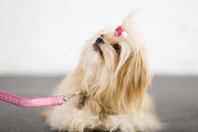 Groomed Pekingese