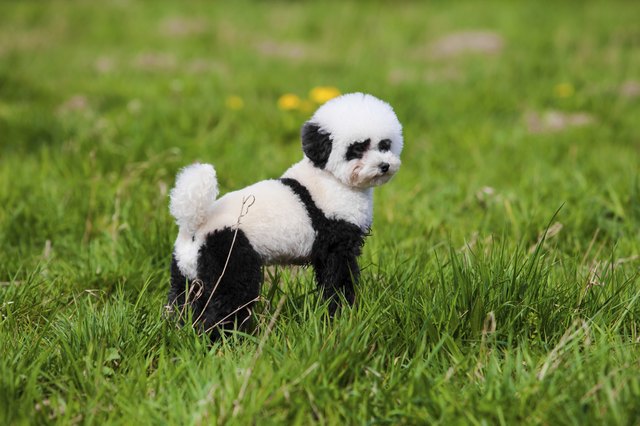dog repainted on panda. groomed dog. pet grooming.