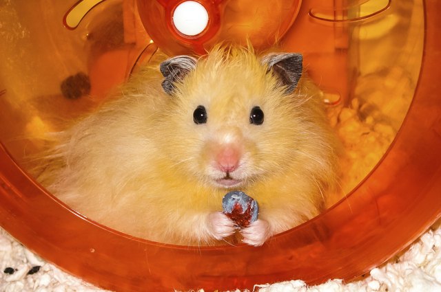 Long haired Hamster in plastic wheel