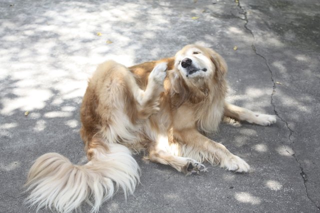 golden retriever