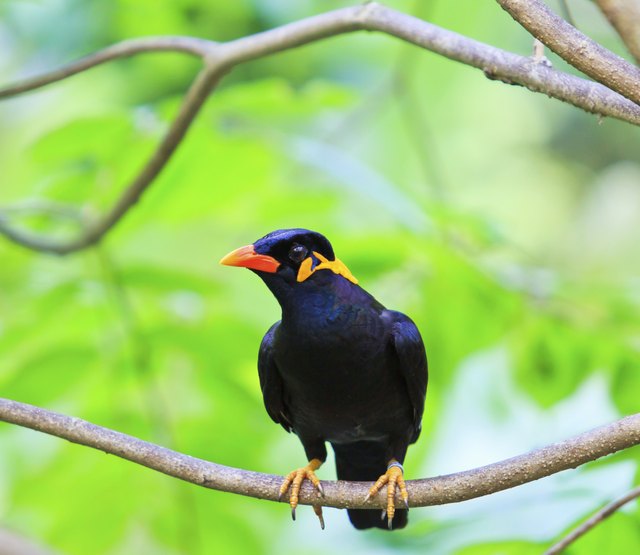 Common Hill Myna bird
