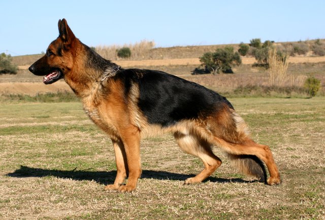 german shepherd in field