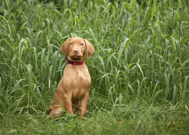 Vizsla Puppy