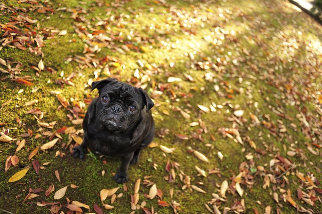 Pug sitting on ground with fallen leaves