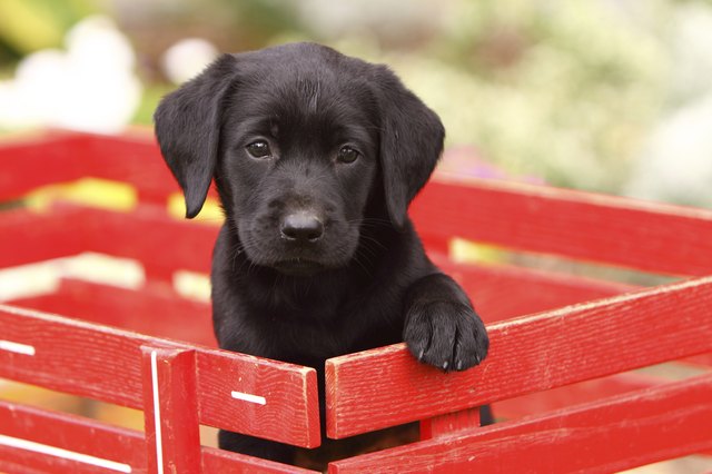 Black Labrador Retriever in Red Wagon