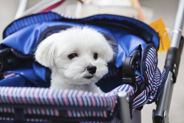 How to Make a Pet Stroller Out of a Baby Stroller | Cuteness