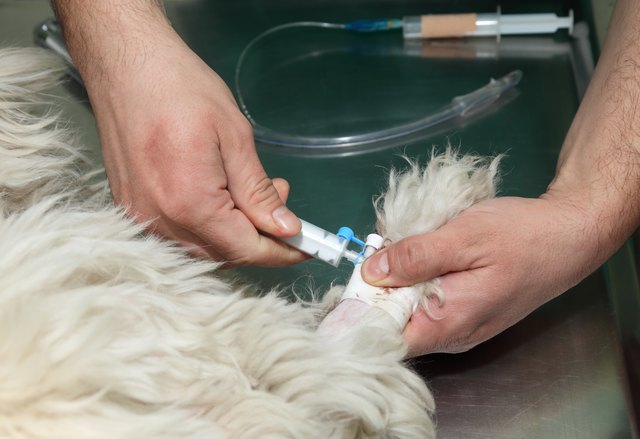 Veterinary