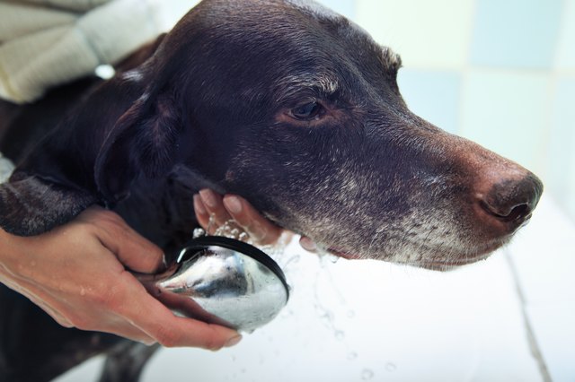 Washing of the dog