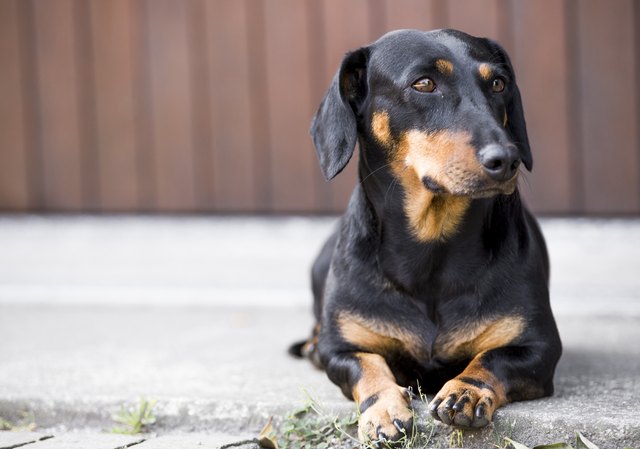 dachshund on concrete waiting