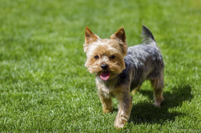 Portrait of Yorkshire terrier