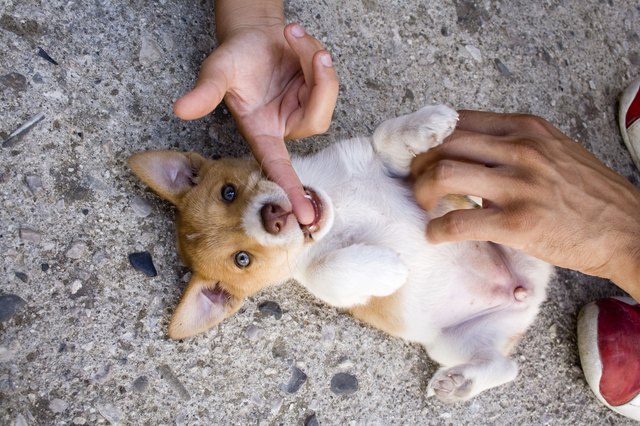 puppy