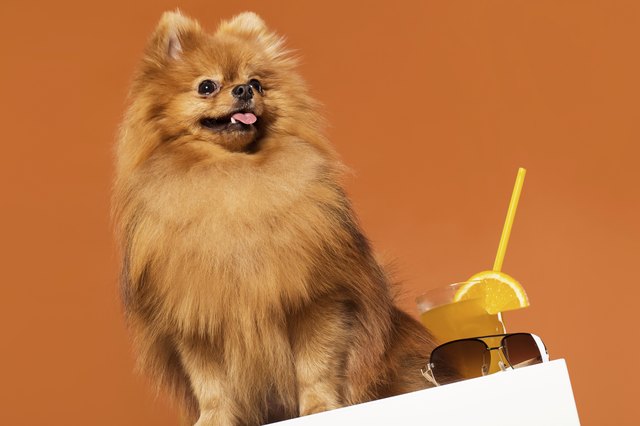 Cute spitz with juice