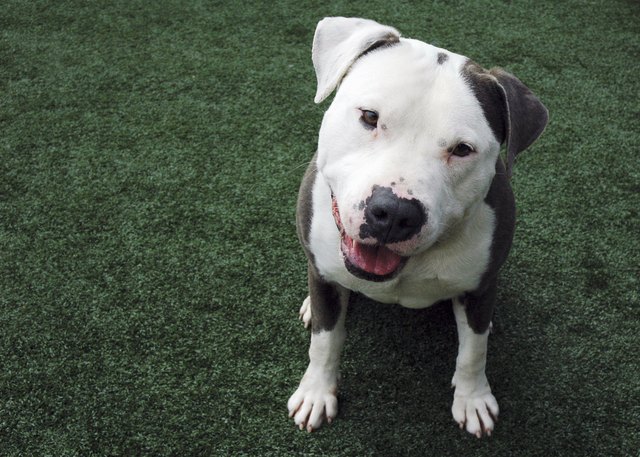 White and Grey Shelter Pit Bull