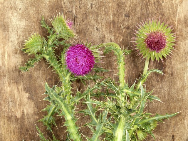 milk thistle