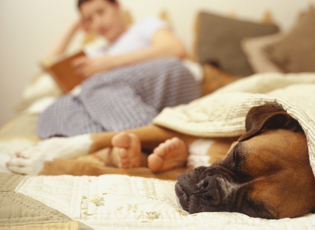Cold Symptoms in Dogs Cuteness