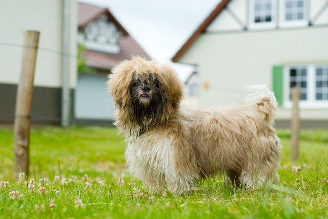 shih tzu dog