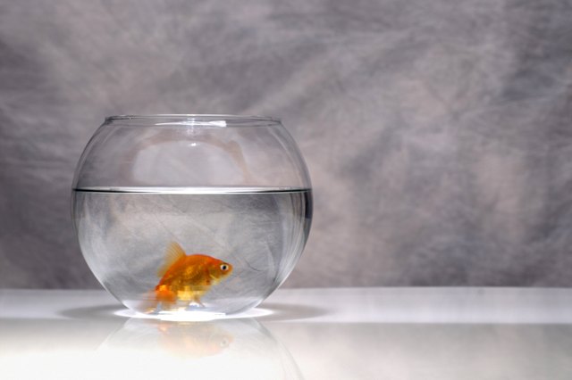 Do Goldfish Need a Filter? Can Goldfish Live in a Bowl Without a Filter?
