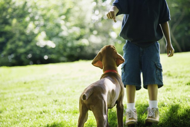 Boy holding treat for waiting dog