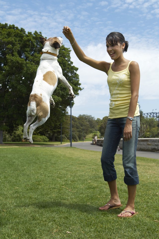 Young woman playing with jack russell terrier in park