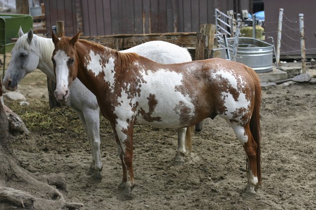 Horses at the stable
