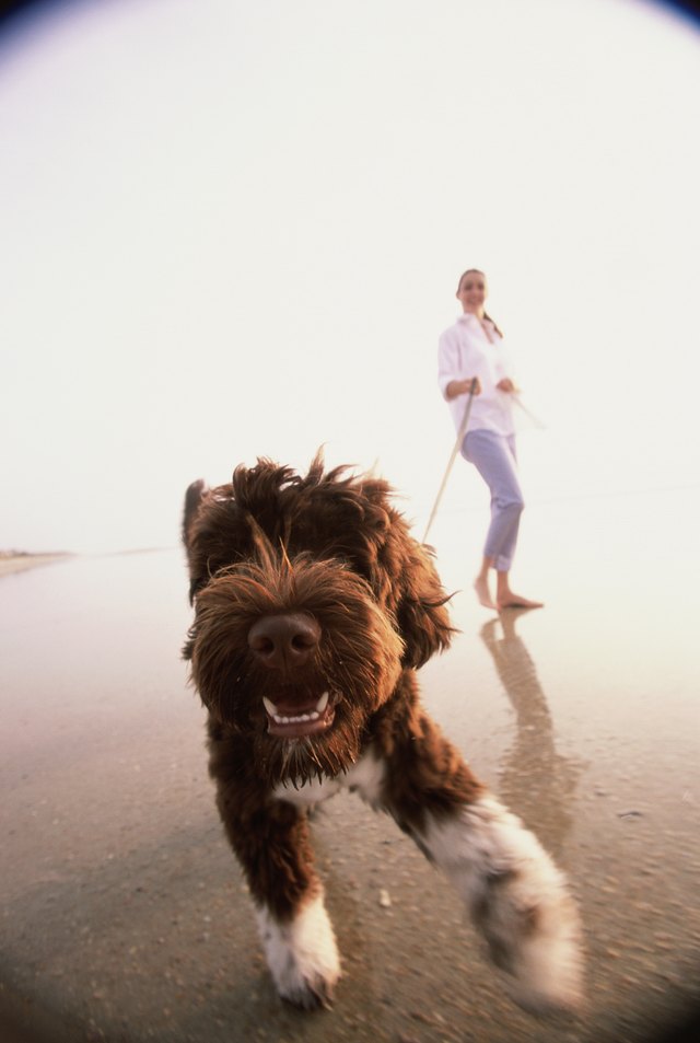Young woman taking her dog for a walk on the beach